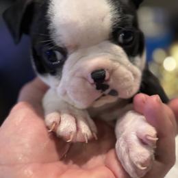 Batman - Black and white male Boston Terrier puppy in Covington, Georgia from Tuxedo Bostons of Atlanta