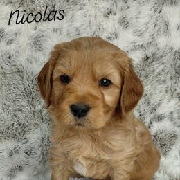 Nicolas - Red  male Goldendoodle puppy in Eau Claire, Wisconsin from Fisher River Doodle's