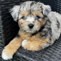 Aussiedoodle and Bernedoodle Puppies from Little Golden Farm