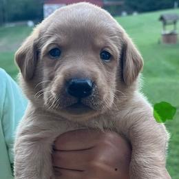 Green collar male - Yellow male Labrador Retriever puppy in Stokesdale, North Carolina from Belews Creek Gundogs