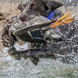 German Shorthaired Pointers and Labrador Retrievers from Uplandhills Kennel