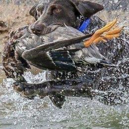 German Shorthaired Pointers and Labrador Retrievers from Uplandhills Kennel
