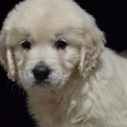 Romeo - Light golden male Golden Retriever puppy in Marysville, Washington from Alpine Valley Ranch-European English Cream Golden Retriever