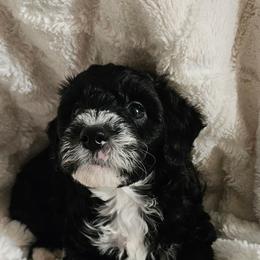 Boy 2 - Black male Whoodle puppy in O'neill, Nebraska from Willowdale Doodles