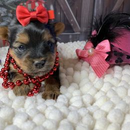 Girl purple 1800 - Black and tan female Yorkshire Terrier puppy in Douglas, Georgia from Southern Georgia Yorkies and biewers