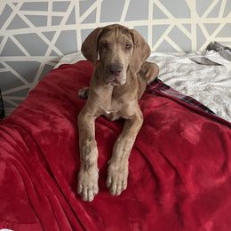 Great Dane and Yorkshire Terrier Puppies from Graham’s Danes