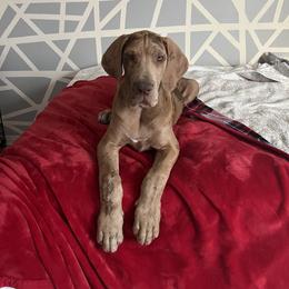 Great Dane and Yorkshire Terrier Puppies from Graham’s Danes