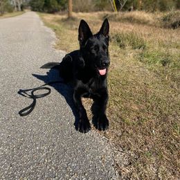 Dachshunds and German Shepherds from Chlex K9 Shepherds & Dachshunds