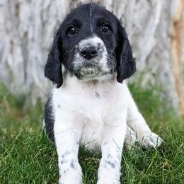 White- vulture - Sporty Mix puppy in Snowflake, Arizona from Az Mountain Doodles