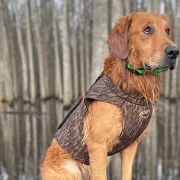 Golden Retrievers from Miller Retrievers