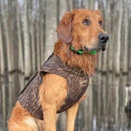 Golden Retrievers from Miller Retrievers