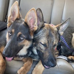 German Shepherd All Grown Up from Angel Oak German Shepherds