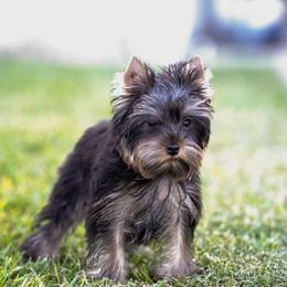Wally - Black and gold male Yorkshire Terrier puppy in Lake Mary, Florida from Cannon Yorkies