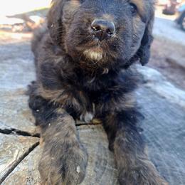 Joy pink collar - Chocolate merle female Bernedoodle puppy in Lafayette, Alabama from Williams Lake Doodles