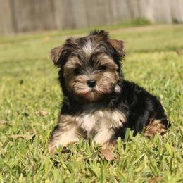 Finn - Black and gold male Yorkshire Terrier puppy in Eastland, Texas from Peach Yorkies