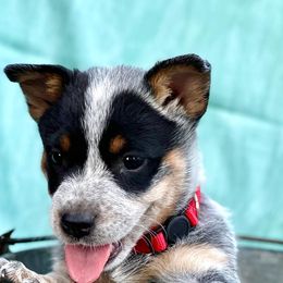 Australian Cattle Dogs from McCall's AKC Mississippi Blue Heelers