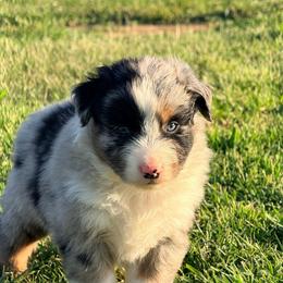 Cinder - Blue merle male Australian Shepherd puppy in Mineral Wells, Texas from A6 Australian Shepards