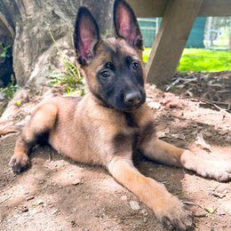 Belgian Malinois and Dutch Shepherd Puppies from Maine Working Dogs