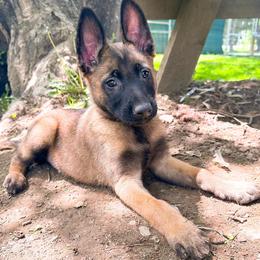 Belgian Malinois and Dutch Shepherd Puppies from Maine Working Dogs