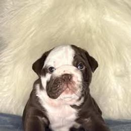 Bulldog Puppies from Bullgodz English Bulldogs