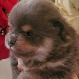 Girl 2 - Pomeranian puppy in Fort Lauderdale, Florida from El'Cienna Poms