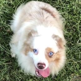 Todd - Toy Australian Shepherd