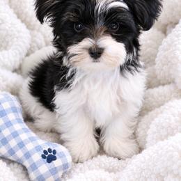 Black Collar - Parti Boy - Black & tan tri-color male Morkie puppy in Athens, Alabama from McCormack Morkies