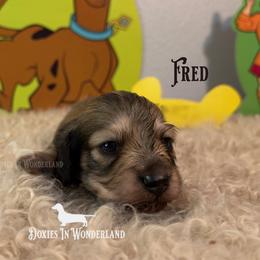 Fred - Cream male Dachshund puppy in Rainier, Oregon from Doxies in Wonderland