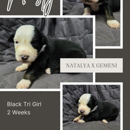 Nastya - Black tri-color female Australian Shepherd puppy in Abilene, Texas from S&K Aussies N' Rotties