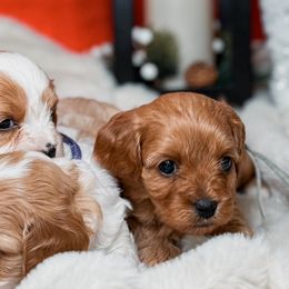 Cavalier King Charles Spaniels and Cavapoos from Kingston’s Cavaliers