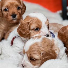Cavalier King Charles Spaniels and Cavapoos from Kingston’s Cavaliers