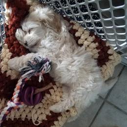 Poodles from Tess Valley Puppies