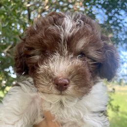 Koko - Chocolate female Havanese puppy in Stoughton, Wisconsin from Happy Acres Havanese and Mini Sheepadoodles