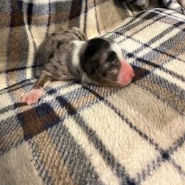 Calypso - Blue merle female Australian Shepherd puppy in Monroe, North Carolina from Meekey Family Aussies
