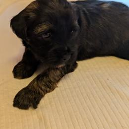 Boy 1 - Sable male Tibetan Terrier puppy in Sioux City, Iowa from Gemms Affenpinschers, Barbets and Tibetan Terriers