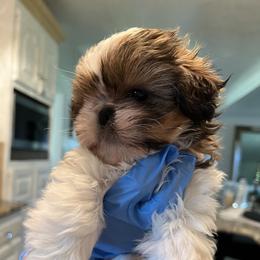 Sofia - Cream and white female Shih Tzu puppy in South Ogden, Utah from With Love