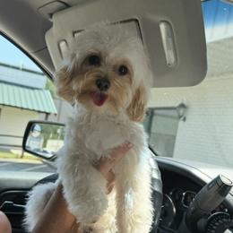 Dunkin - Maltipoo
