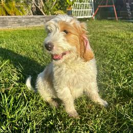 Chase - Parti male Goldendoodle puppy in Roseville, California from Luna Snickerdoodles