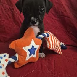 Nor'Easter - Black male American Staffordshire Terrier puppy in Manton, Michigan from Freedom Amstaffs Legacies