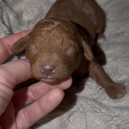 Izzy - Red female Cavapoo puppy in Redding, California from Lipscomb Doodles