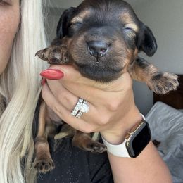 Micky - Wild  boar and tan male Dachshund puppy in Shakopee, Minnesota from Breakfast Club Dachshunds