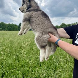 Siberian Husky Puppies from Red Top Huskies