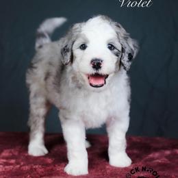 Violet Bridgerton - Blue merle and white female Sheepadoodle puppy in Edmond, Oklahoma from Rock N Roll Doodles