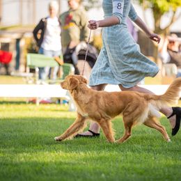 Nova Scotia Duck Tolling Retriever All Grown Up from Terracotta Tollers