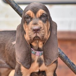American Bully and Bloodhound Puppies from Blue Collar Kennelz Bloodhounds and American Bullies