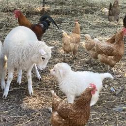 Maremma Sheepdog puppies from Hope's Farm