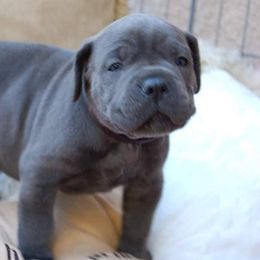 Cane Corso Puppies from Starlight Cane Corso