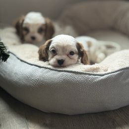 Latte - Blenheim male Cavalier King Charles Spaniel puppy in Payette, Idaho from Stonewick Retrievers