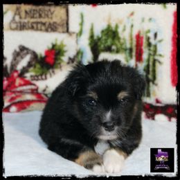 John - Black Toy Australian Shepherd puppy in Jacksonville, Texas from AG Toy & Mini Aussies