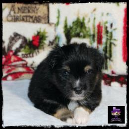 John - Black Toy Australian Shepherd puppy in Jacksonville, Texas from AG Toy & Mini Aussies